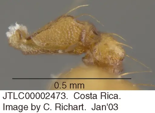 Crematogaster wardi specimen JTLC000002473 image jtlc000002473_2