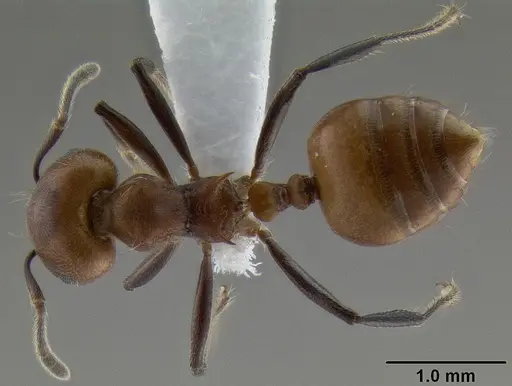Crematogaster wasmanni specimen CASENT0193947 image casent0193947_1