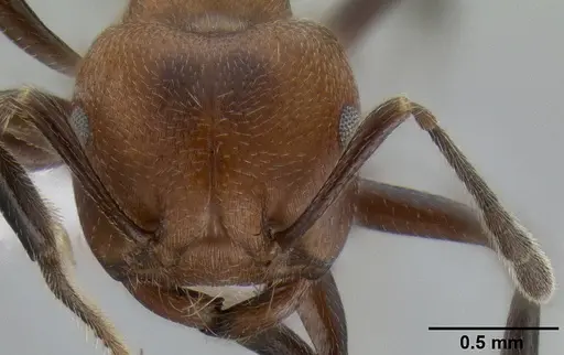 Crematogaster wasmanni specimen CASENT0193947 image casent0193947_2