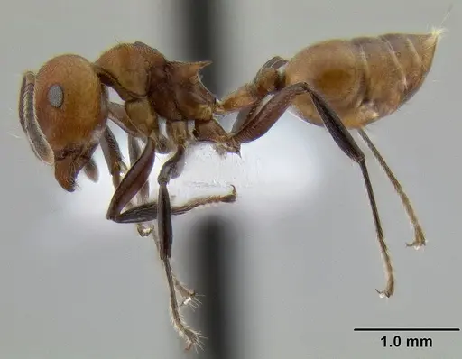 Crematogaster wasmanni specimen CASENT0193947 image casent0193947_3