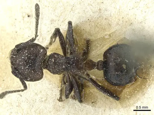 Crematogaster wasmanni specimen CASENT0912631 image casent0912631_1