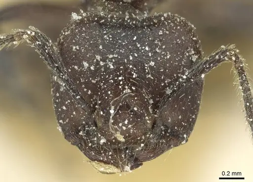 Crematogaster wasmanni specimen CASENT0912631 image casent0912631_2