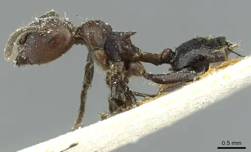 Crematogaster wasmanni specimen CASENT0912631 image casent0912631_3