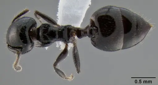 Crematogaster weberi specimen CASENT0193599 image casent0193599_1