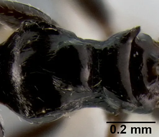 Crematogaster weberi specimen CASENT0193599 image casent0193599_2