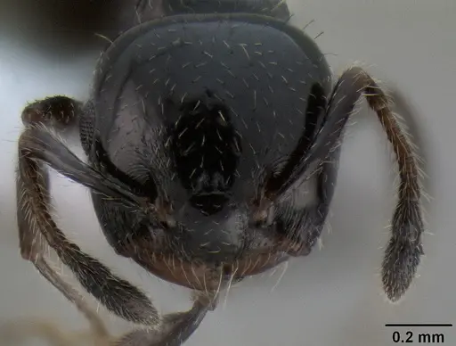 Crematogaster weberi specimen CASENT0193599 image casent0193599_3