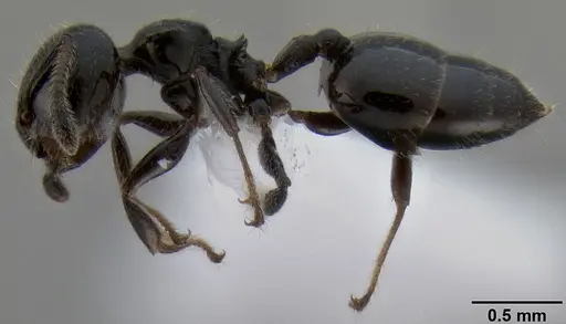 Crematogaster weberi specimen CASENT0193599 image casent0193599_4