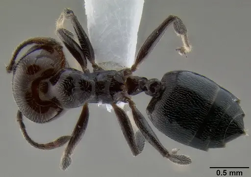 Crematogaster wellmani specimen CASENT0193751 image casent0193751_1
