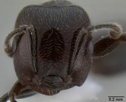 Crematogaster wellmani specimen CASENT0193751 image casent0193751_2