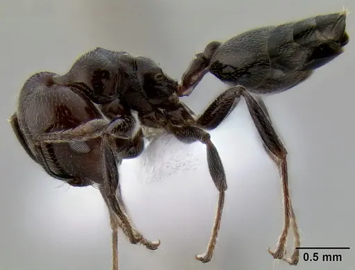 Crematogaster wellmani specimen CASENT0193751 image casent0193751_3