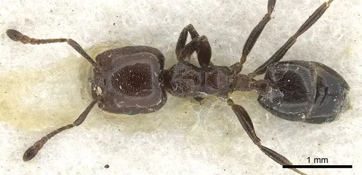 Crematogaster wellmani specimen CASENT0902058 image casent0902058_1