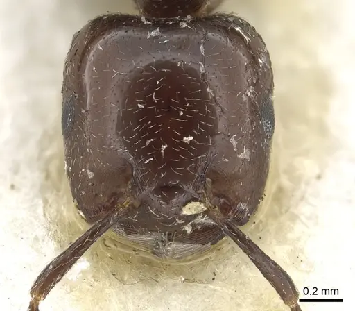 Crematogaster wellmani specimen CASENT0902058 image casent0902058_2
