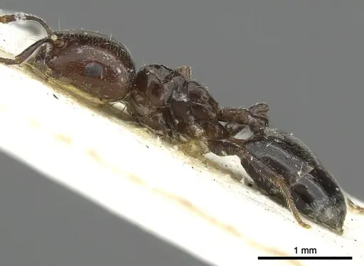 Crematogaster wellmani specimen CASENT0902058 image casent0902058_3