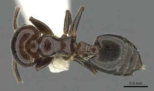Crematogaster wellmani specimen CASENT0902059 image casent0902059_1