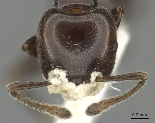 Crematogaster wellmani specimen CASENT0902059 image casent0902059_2