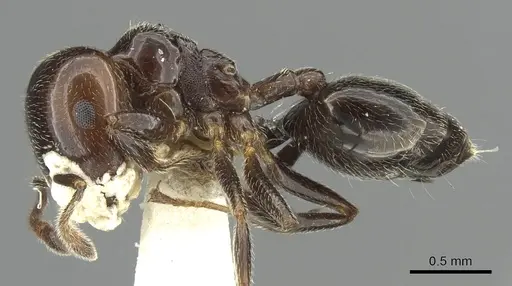 Crematogaster wellmani specimen CASENT0902059 image casent0902059_3