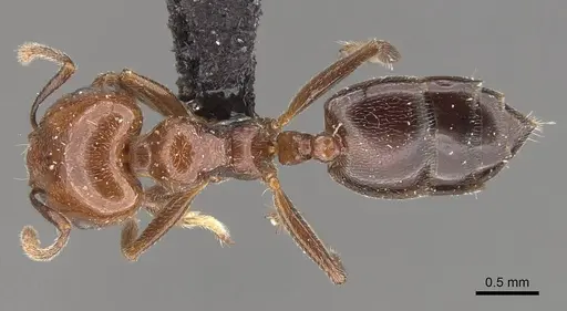 Crematogaster wellmani specimen CASENT0908564 image casent0908564_1
