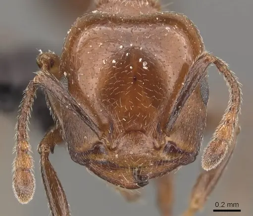 Crematogaster wellmani specimen CASENT0908564 image casent0908564_2