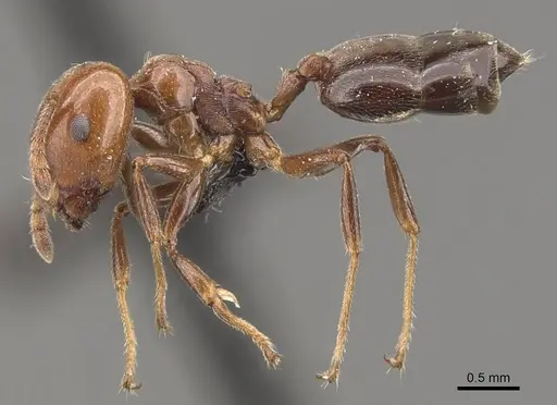 Crematogaster wellmani specimen CASENT0908564 image casent0908564_3
