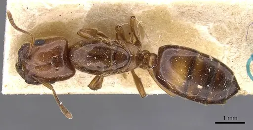 Crematogaster wellmani specimen CASENT0908610 image casent0908610_1