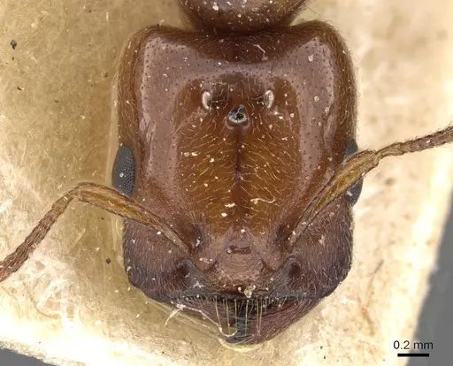 Crematogaster wellmani specimen CASENT0908610 image casent0908610_2