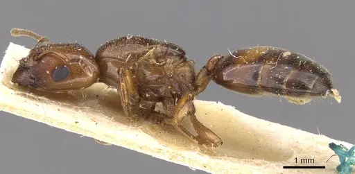 Crematogaster wellmani specimen CASENT0908610 image casent0908610_3