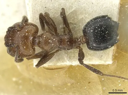 Crematogaster wellmani specimen CASENT0912820 image casent0912820_1