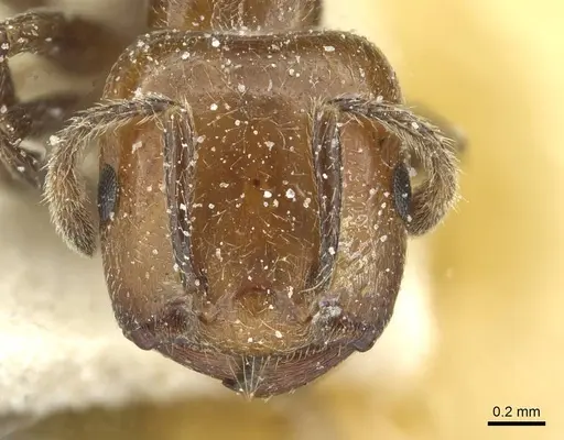Crematogaster wellmani specimen CASENT0912820 image casent0912820_2