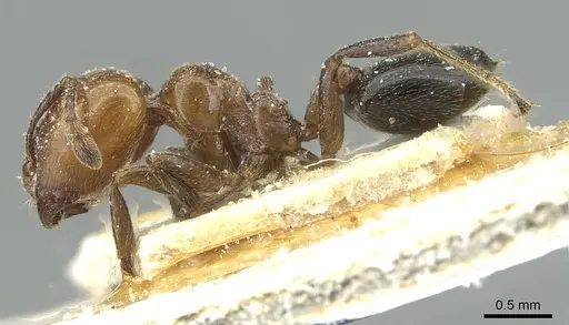 Crematogaster wellmani specimen CASENT0912820 image casent0912820_3