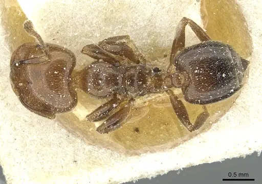 Crematogaster wellmani specimen CASENT0912821 image casent0912821_1