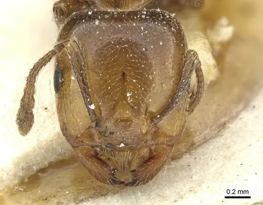 Crematogaster wellmani specimen CASENT0912821 image casent0912821_2