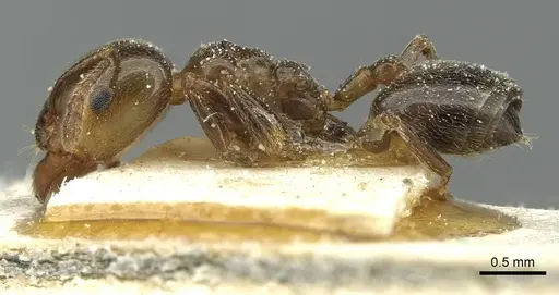 Crematogaster wellmani specimen CASENT0912821 image casent0912821_3