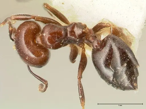 Crematogaster wellmani specimen FOCOL1459 image focol1459_1
