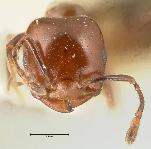 Crematogaster wellmani specimen FOCOL1459 image focol1459_2
