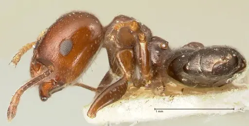 Crematogaster wellmani specimen FOCOL1459 image focol1459_3