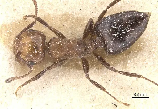 Crematogaster werneri specimen CASENT0912728 image casent0912728_1