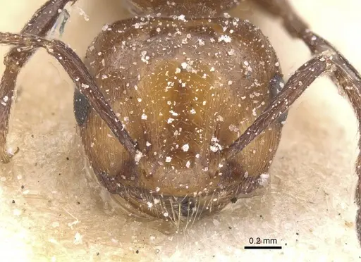 Crematogaster werneri specimen CASENT0912728 image casent0912728_2