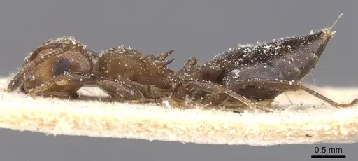 Crematogaster werneri specimen CASENT0912728 image casent0912728_3