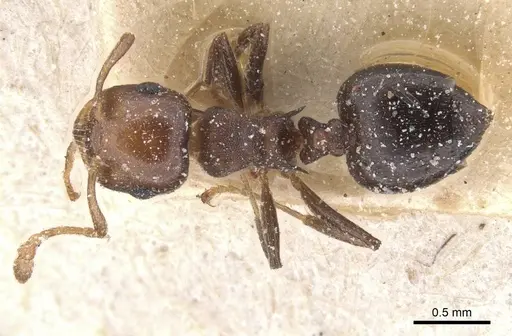 Crematogaster werneri specimen CASENT0912729 image casent0912729_1
