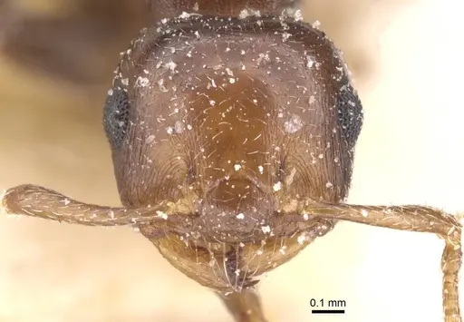 Crematogaster werneri specimen CASENT0912729 image casent0912729_2