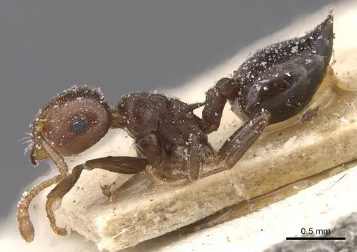 Crematogaster werneri specimen CASENT0912729 image casent0912729_3