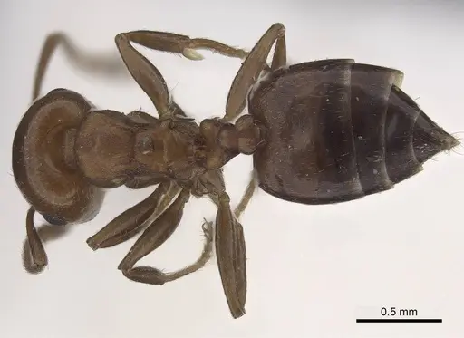 Crematogaster werneri specimen CASENT0919679 image casent0919679_1