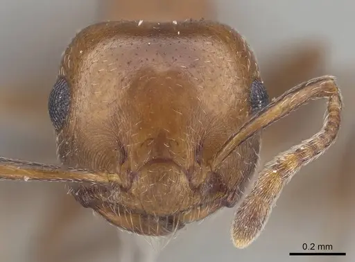 Crematogaster werneri specimen CASENT0919679 image casent0919679_2