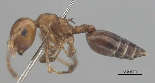 Crematogaster werneri specimen CASENT0919679 image casent0919679_3