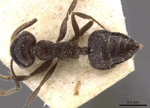 Crematogaster wilwerthi specimen CASENT0908616 image casent0908616_1