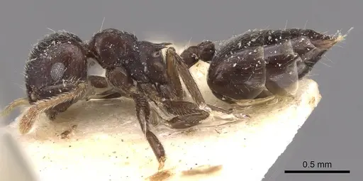 Crematogaster wilwerthi specimen CASENT0908616 image casent0908616_3