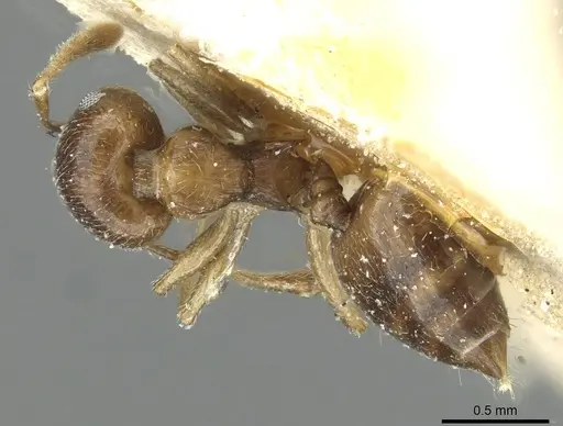 Crematogaster wilwerthi specimen CASENT0912822 image casent0912822_1