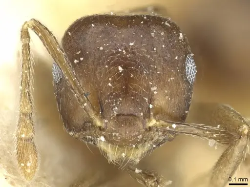 Crematogaster wilwerthi specimen CASENT0912822 image casent0912822_2