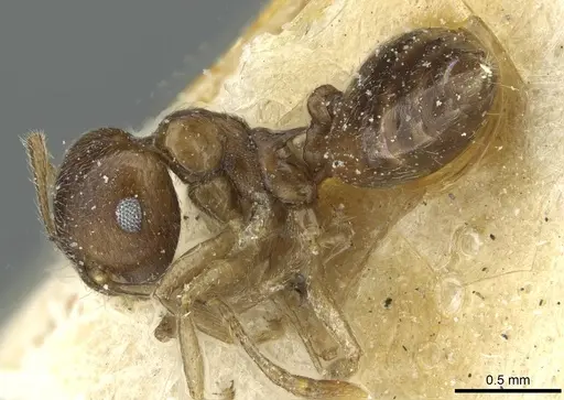 Crematogaster wilwerthi specimen CASENT0912822 image casent0912822_3