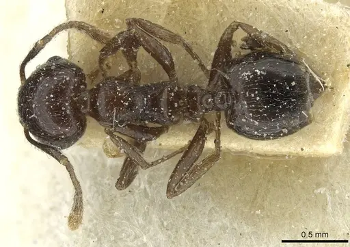 Crematogaster wilwerthi specimen CASENT0912823 image casent0912823_1